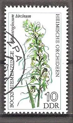 Briefmarke DDR Mi.Nr. 2135 o Heimische Orchideen 1976 / Bocks-Riemenzunge (Himantoglossum hircinum)