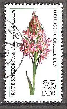 Briefmarke DDR Mi.Nr. 2137 o Heimische Orchideen 1976 / Rote Spitzorchis (Anacamptis pyramidalis)