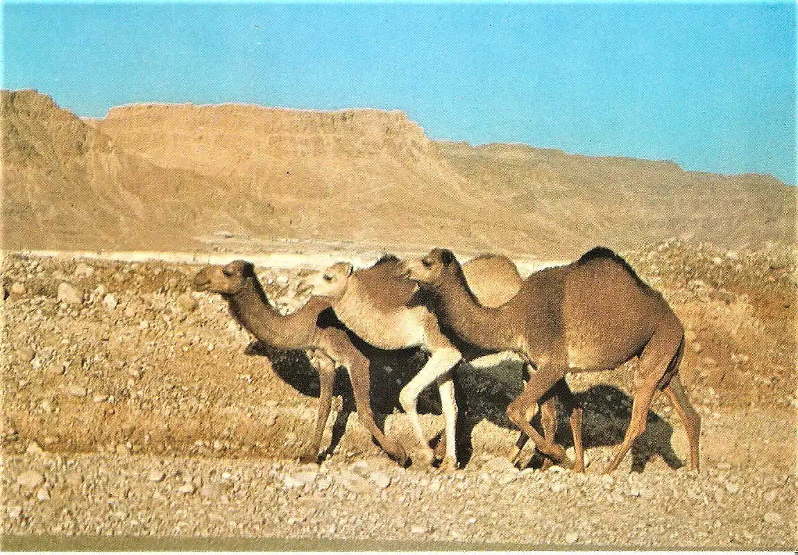 Ansichtskarte Israel - Massada / Kamele vor den Masada Bergen (1956)