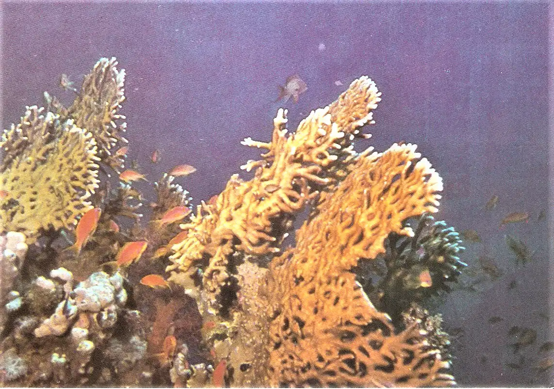 Ansichtskarte Israel - Eilat am Roten Meer / Unterwasserszene mit Korallen und Fischen (1954)
