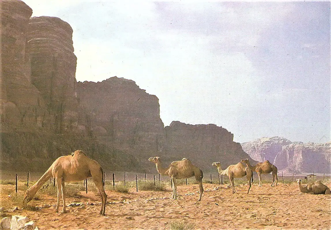 Ansichtskarte Israel - Kamele im Toten Meer Distrikt (1953)