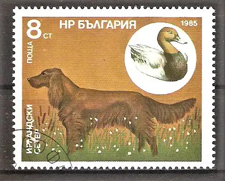 Briefmarke Bulgarien Mi.Nr. 3430 o Jagdhunde 1985 / Irischer Setter & Tafelente