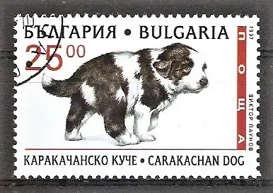 Briefmarke Bulgarien Mi.Nr. 4267 o Rassehunde 1997 / Carakachan