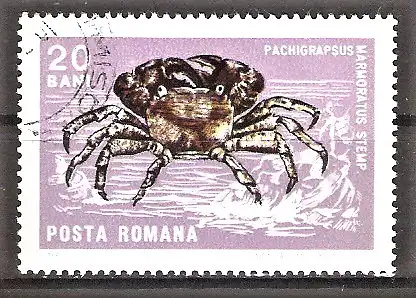 Briefmarke Rumänien Mi.Nr. 2546 o Weich- und Krebstiere 1966 / Felsenkrabbe (Pachygrapsus marmoratus)
