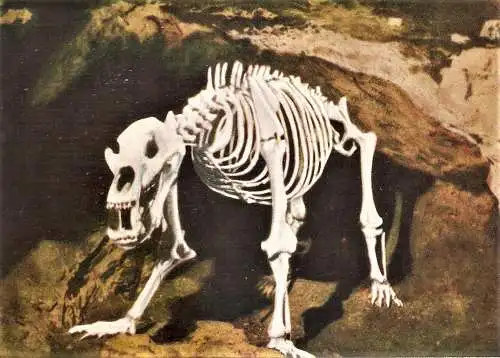 Ansichtskarte Deutschland - Pottenstein / Teufelshöhle - Höhlenbär (1673)