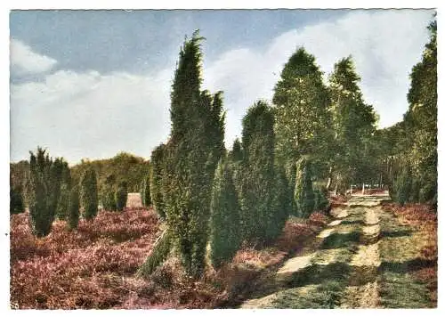 Ansichtskarte Deutschland - Lüneburger Heide / Wacholder am Waldesrand (1694)