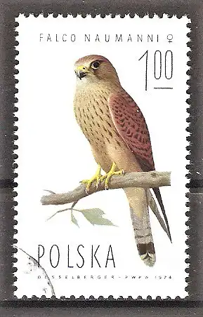 Briefmarke Polen Mi.Nr. 2355 o Falken 1975 / Rötelfalke (Falco naumanni)