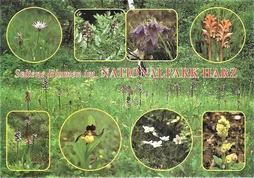 Ansichtskarte Deutschland - Nationalpark Harz - Schöne Blumen im Nationalpark : Kahles Berufskraut, Diptam, Frühlingskuhschelle, Nestwurz, Purpurknabenkraut, Frauenschuh, Waldwindröschen, Waldschlüsselblume (2224)