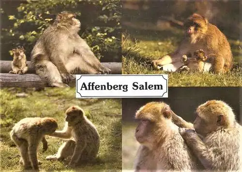 Ansichtskarte Deutschland - Salem - Affenberg / Berberaffen (2577)