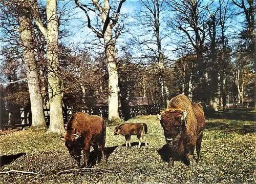 Ansichtskarte Deutschland - Springe (Deister) / Reinblütige Wisente im Wisentgehege Springe (2575)