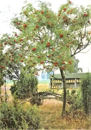 Ansichtskarte Deutschland - Korb-Bienenstand im Naturschutzgebiet Lüneburger Heide, Wilde Vogelbeere, Eberesche (2426)