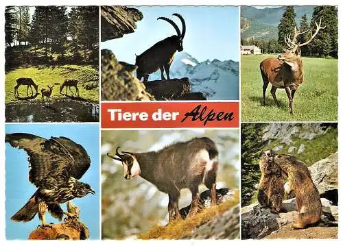 Ansichtskarte Deutschland - Tiere der Alpen / Rehe, Steinbock, Hirsch, Steinadler, Gemse, Murmeltiere (1717)