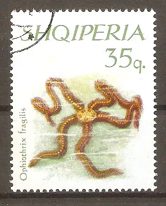 Briefmarke Albanien Mi.Nr. 1062 o Stachelhäuter 1966 / Zerbrechlicher Schlangenstern (Ophiothrix fragilis) #2024227