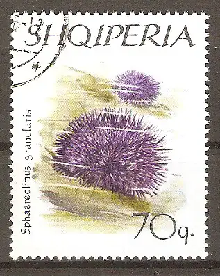 Briefmarke Albanien Mi.Nr. 1066 o Stachelhäuter 1966 / Violetter Seeigel (Sphaerechinus granulatus) #2024229