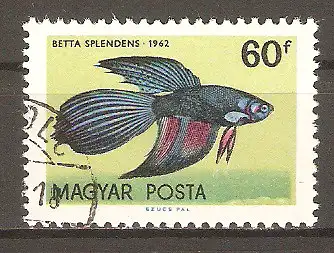 Briefmarke Ungarn Mi.Nr. 1823 A o Zierfische 1962 / Kampffisch (Betta splendens) #