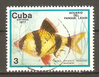 Briefmarke Cuba Mi.Nr. 2203 o Aquarium des Lenin-Parks 1977 / Sumatrabarbe (Barbus tetrazona tetrazona) #