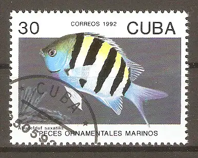 Briefmarke Cuba Mi.Nr. 3581 o Fische 1992 / Feldwebelfisch (Abudefduf saxatilis) #