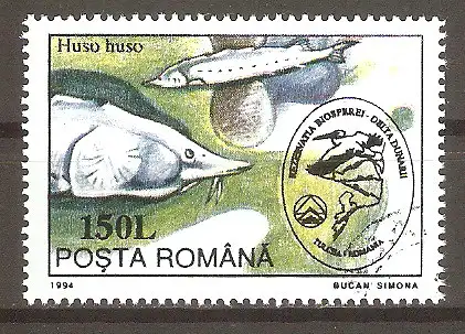 Briefmarke Rumänien Mi.Nr. 5019 o Umweltschutz im Donaudelta 1994 / Hausen (Huso huso) #