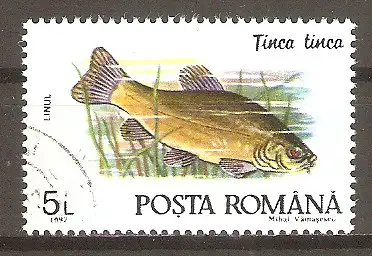 Briefmarke Rumänien Mi.Nr. 4777 o Fische 1992 / Schleie (Tinca tinca) #