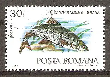Briefmarke Rumänien Mi.Nr. 4780 o Fische 1992 / Nase (Chondrostoma nasus) #