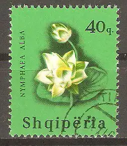 Briefmarke Albanien Mi.Nr. 991 o Blütenpflanzen 1965 / Weiße Seerose (Nymphaea alba) #