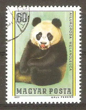 Briefmarke Ungarn Mi.Nr. 3244 A o Bären 1977 / Großer Panda (Ailuropoda melanoleuca) #