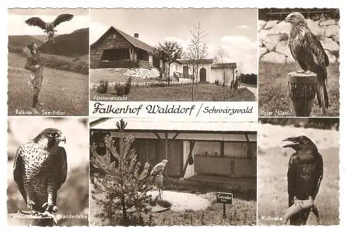 Ansichtskarte Deutschland - Falkenhof Walddorf / Schwarzwald (bei Nagold) / Falkner mit Seeadler, Aussenansicht, Roter Milan, Seeadler "Cora", Kolkrabe, Wanderfalke (2933)