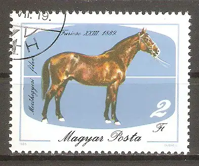 Briefmarke Ungarn Mi.Nr. 3767 A o 200 Jahre Pferdezucht in Mezöhegyes 1985 / Furioso XXIII. #