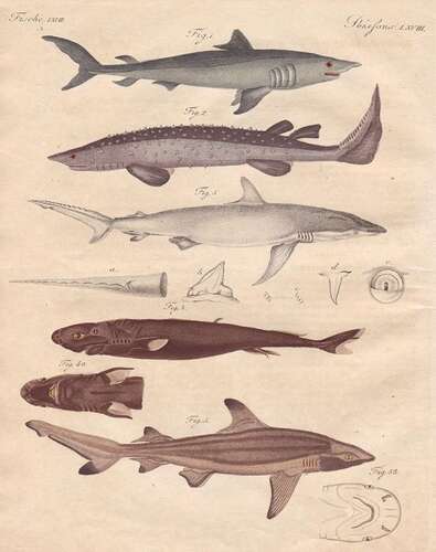 Fische LXVIII - Koboldhai goblin Hai shark Haie sharks Fisch fish Fische fishes Bertuch Kupferstich copper eng