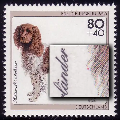 1797 Münsterländer mit PLF: roter Fleck vorn am Fell, Feld 1, **