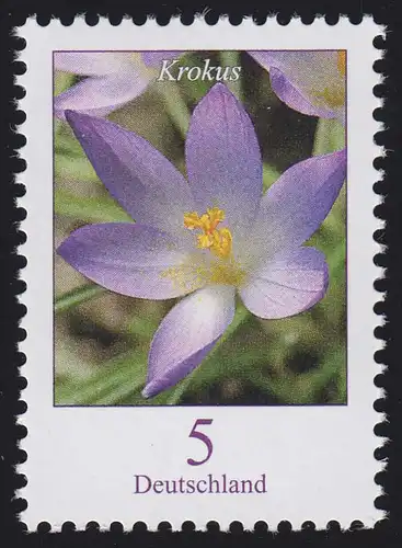 2480A Blumen 5 C Elfenkrokus, **