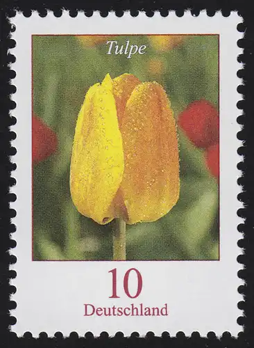 2484A Blumen 10 C Tulpe, **
