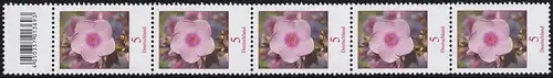 3296 Phlox 5 Cent aus 200er-Rolle, 5er-Streifen mit Codierfeld **