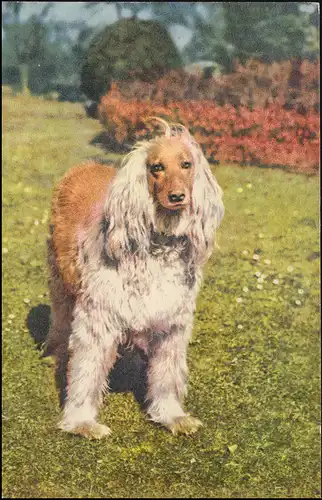 Perçage/Perfin K à 646 chiffres sur la carte de visite chien, AMSTERDAM 23.12.58