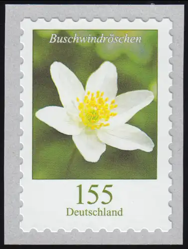 3484 Buschwindröschen 155 Cent sk aus 500er, waager. ung. Nummer **