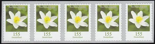 3484 Bouche à vent 155 centimètre sk de 500 bandes de 5 mètres, waager. er. n° **