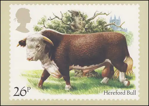 Großbritannien: 981 Rinderrasse Hereford Bull auf AK mit ET-O OXFORD 6.3.1984
