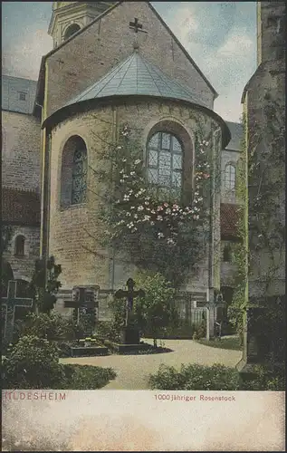 Ansichtskarte Hildesheim: 1000jähriger Rosenstock, Hildesheim 1.8.1908 