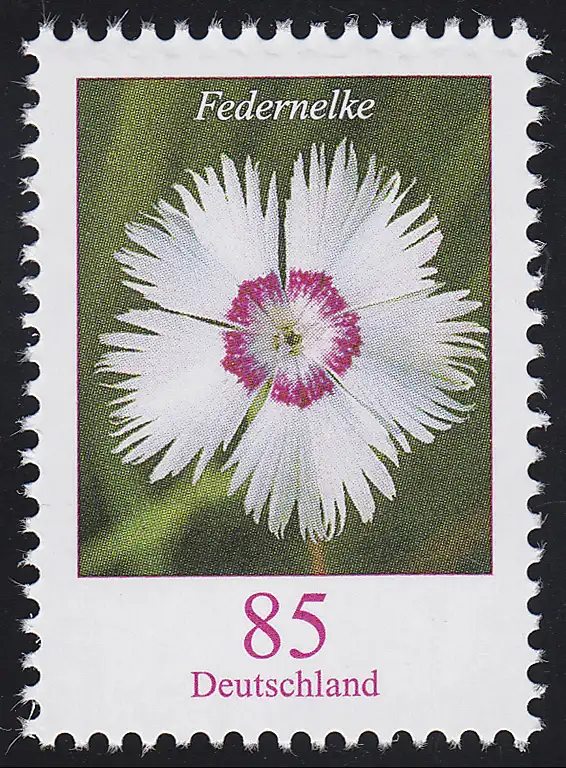 3116 Blume Federnelke 85 Cent, postfrisch **