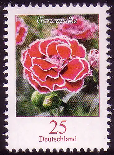 2694 Blume 25 C Gartennelke **
