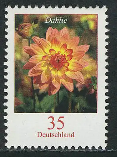 2505 Blumen 35 C Dahlie **