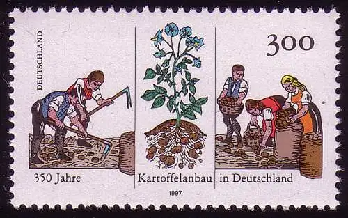 1946 Kartoffelanbau **