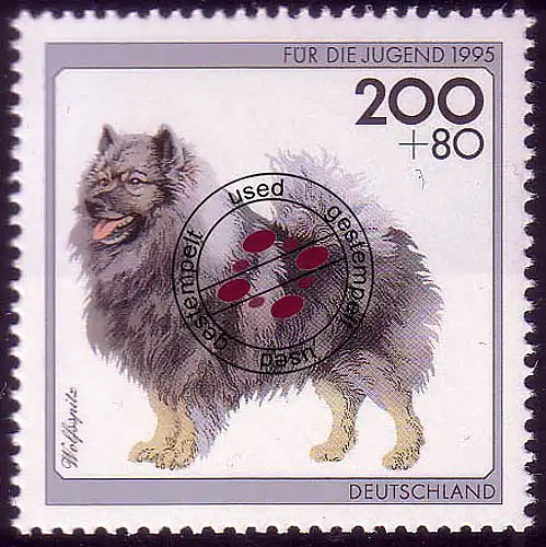 1801 jeunes races de chiens 200+80 Pf Wolfsspitz O