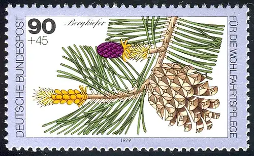 1027 arbres 90+45 pf pin de montagne **