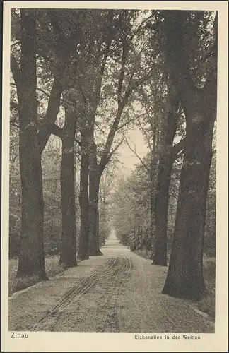 Ansichtskarte Zittau: Eichenallee in der Weinau, ungebraucht
