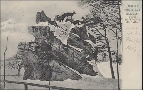 Suisse AK Peter et Paul Steinbockfelsen dans le parc sauvage Saint-GALLEN 11.6.1905