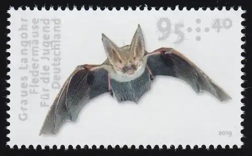 3486 Chiroptères: oreilles longues grises en arc de 10 ans, **