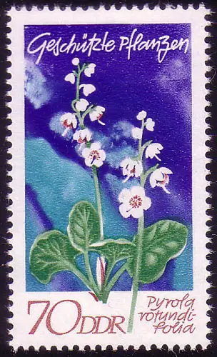 1568 Plantes domestiques Vert hivernal 70 Pf **