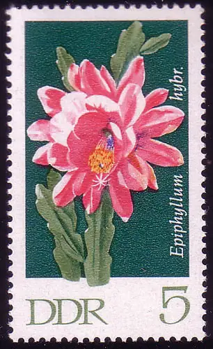 1625 Kakteen Blattkaktus 5 Pf **