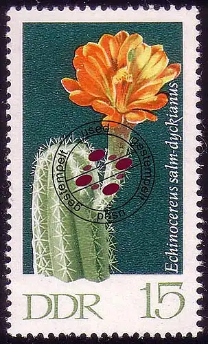 1627 Cactus Echinocereus 15 Pf O